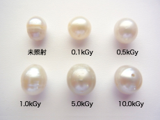 写真２：ガンマ線照射後のシロチョウ養殖真珠（上の段、左から右へ：未照射、0.1kGy照射、0.5kGy照射、下の段、左から右へ：1.0kGy照射、5.0kGy照射、10.0kGy照射）試料配置は写真１と同様