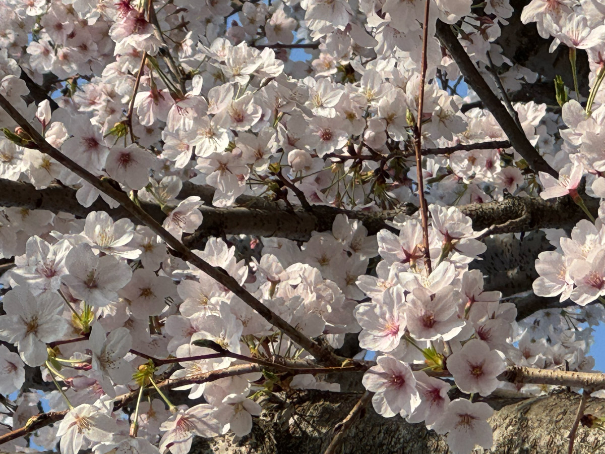 満開の桜