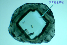 写真7　裏面（浸液）