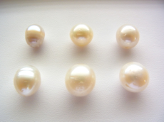 写真１：実験に用いたシロチョウ養殖真珠