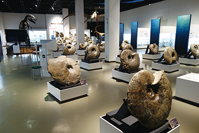 三笠市立博物館のアンモナイトの展示