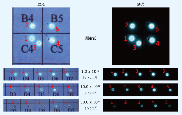 図１：グループＡの蛍光及び燐光画像