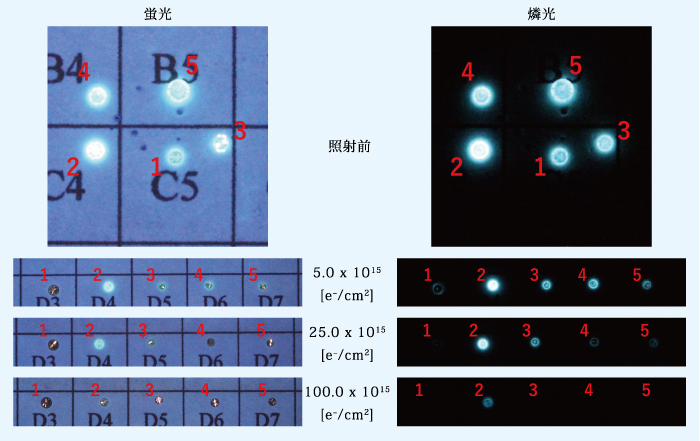 図２：グループＢの蛍光及び燐光画像