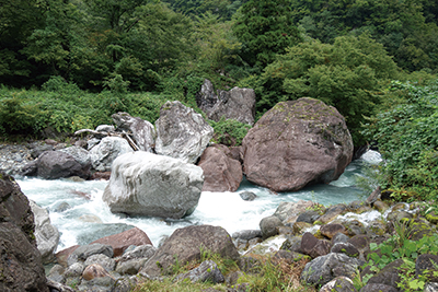 図 6:小滝川ヒスイ峡のヒスイの転石(白っぽい岩がヒスイ)