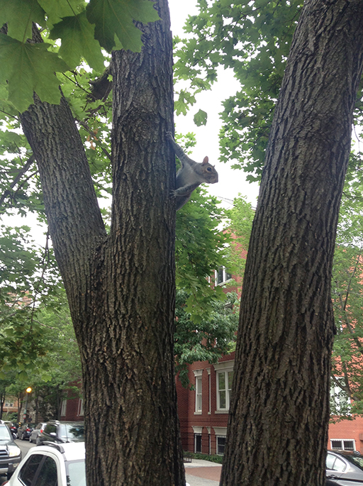 写真３：街路樹に見かけたリス